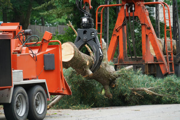 How Our Tree Care Process Works  in  Dewey Humboldt, AZ