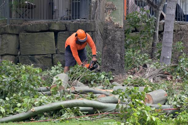 Best Tree Maintenance Programs  in Dewey Humboldt, AZ